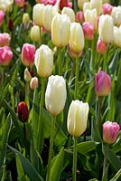 Tulipa 'Francoise' 