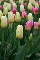 Tulipa 'Francoise' and Tulipa 'Tom Pouce' 
