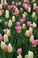 Tulipa 'Tom Pouce' and Tulipa 'Francoise' 