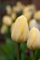 Tulipa 'Ivory Floradale' 