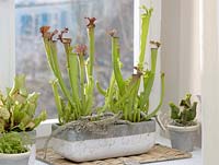 Carnivorous plants - Sarracenia - pitcher plants, Pinguicula mexicana - Bacopa, Dionaea - Venus flytrap, Drosera - sundew