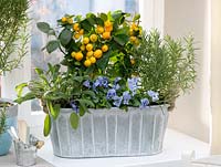 Container with Citrofortunella microcarpa - Calamondine, Salvia - sage, Viola cornuta - horned violet and Rosmarinus - rosemary 