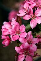 Malus domestica 'Redlove Era' - Apple flower