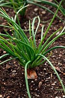 Allium cepa 'Mikor' - Shallot