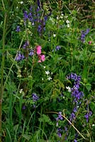 Anthriscus sylvestris, Silene dioica, Greater Stellaria holostea and Hyacinthoides non-scripta - on a UK westcountry bank