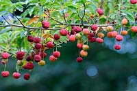 Cornus x Norman Haddon - ripe fruits in autumn