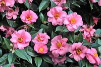Camellia 'Leonard Messel' AGM. syn reticulata x williamsii 'Mary Chritian'