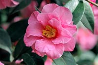 Camellia 'Leonard Messel' AGM. syn reticulata x williamsii 'Mary Chritian'