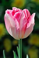 Tulipa 'Foxtrot'