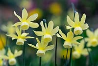 Narcissus triandrus 'Hawera'