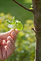 Malus - Removing unnecessary new growth on fruit trees in Spring 
