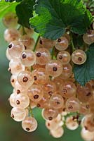 Ribes rubrum - Whitecurrant 'White Pariel'