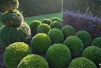Box topiary spheres at East Ruston Old Vicarage Gardens, Norfolk