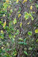 Corylus 'Contorta' - Corkscrew Hazel at East Ruston Old Vicarage Gardens, Norfolk 
