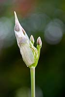 Nectaroscordum siculum syn Allium siculum
