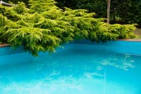 The swimming pool at Marle Place with low growing conifer