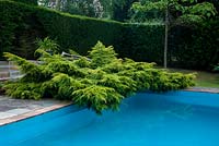 The swimming pool at Marle Place with low growing conifer.