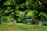 Garden bench framed by lime tree foliage. Marle Place