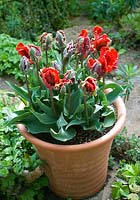 Tulipa 'Rococo' in terracotta pot