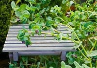 Cerinthe major purpurascens growing through wooden seat