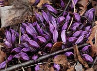 Lathrea clandestina Purple toothwort