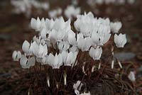 Cyclamen hederifolium var albiflorum