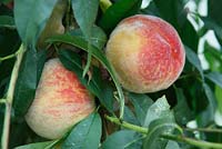 Prunus 'Rochester' Peach close up of ripe fruit