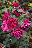 Rosa 'Darcey Bussell' Rose in flower