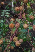 Glycyrrhiza yunnanensis - liquorice plant 