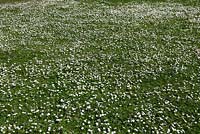 Bellis perennis - Daisies covering a lawn