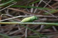Papilio machaon - Swallowtail butterfly chrysalis on norfolk reed 