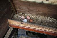 Egg laying compartment in portable chicken coop