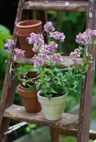 Nemesia in a dusky pink colour on a stepladder
