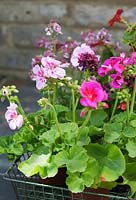 Pink pelargoniums and nemesias in a wire tray