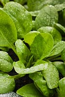Spinacia oleracea - Spinach 'Palco' F1 Hybrid