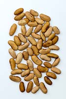 Blauhilde Phaseolus coccineus - Climbing French Beans  