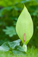 Arum italicum - Italian Lords and Ladies - flower spike