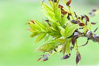 Fraxinus excelsior - Ash leaves unfolding in spring