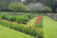 Vegetable garden in spring with borders of Tulipa 'Judith Leyster', Tulipa 'Gavota' and Erysimum - Wallflower, trained Malus trees and Rheum x hybridum - Rhubarb at Painswick Rococo Gardens, Gloucestershire  