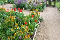 Spring beds with Lunaria annua - Honesty, Erysimum - Wallflower, Tulipa 'Judith Leyster' and 'Gavota' at Painswick Rococo Gardens, Gloucestershire  