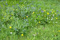 Cardamine pratensis -  Cuckoo flower, Hyacinthoides non-scripta - Bluebell, Taraxacum officinale - Dandelion and Anchusa in May