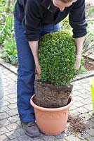 Step by step of planting Buxus sempervirens in a container