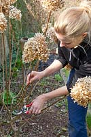 Woman cutting back Hydrangea paniculata 'Limelight'