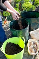 Woman planting potatoes, Solanum tuberosum 'Linda' in grow-bags
