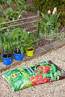 Woman planting tomatoes, Solanum lycopersicum 'Black Krim' in grow-bags 