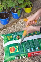 Woman planting tomatoes, Solanum lycopersicum 'Black Krim' in grow-bags - Piercing holes in bag with a dibber