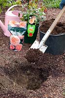 Step by step of planting out a container grown rose
