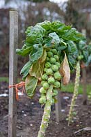 Brussel Sprouts 