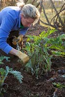 Removing dead and decaying artichoke leaves -  this helps to avert potential disease problems
