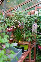 Fuchsia in terracotta pots in greenhouse